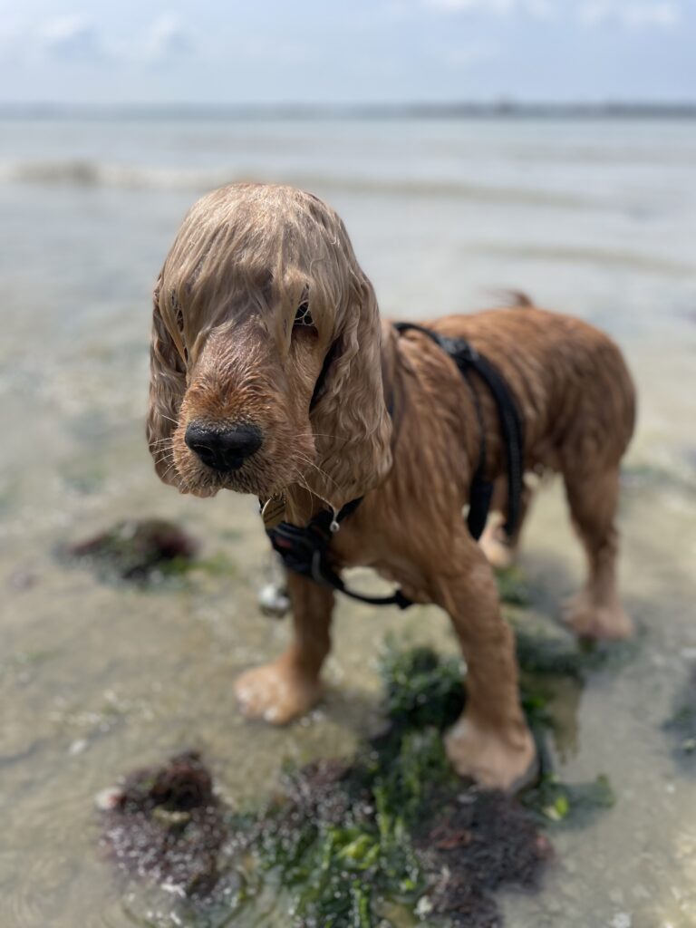 Image of my pet cocker spaniel dog standing on the beach soaking wet with his hair covering his eyes