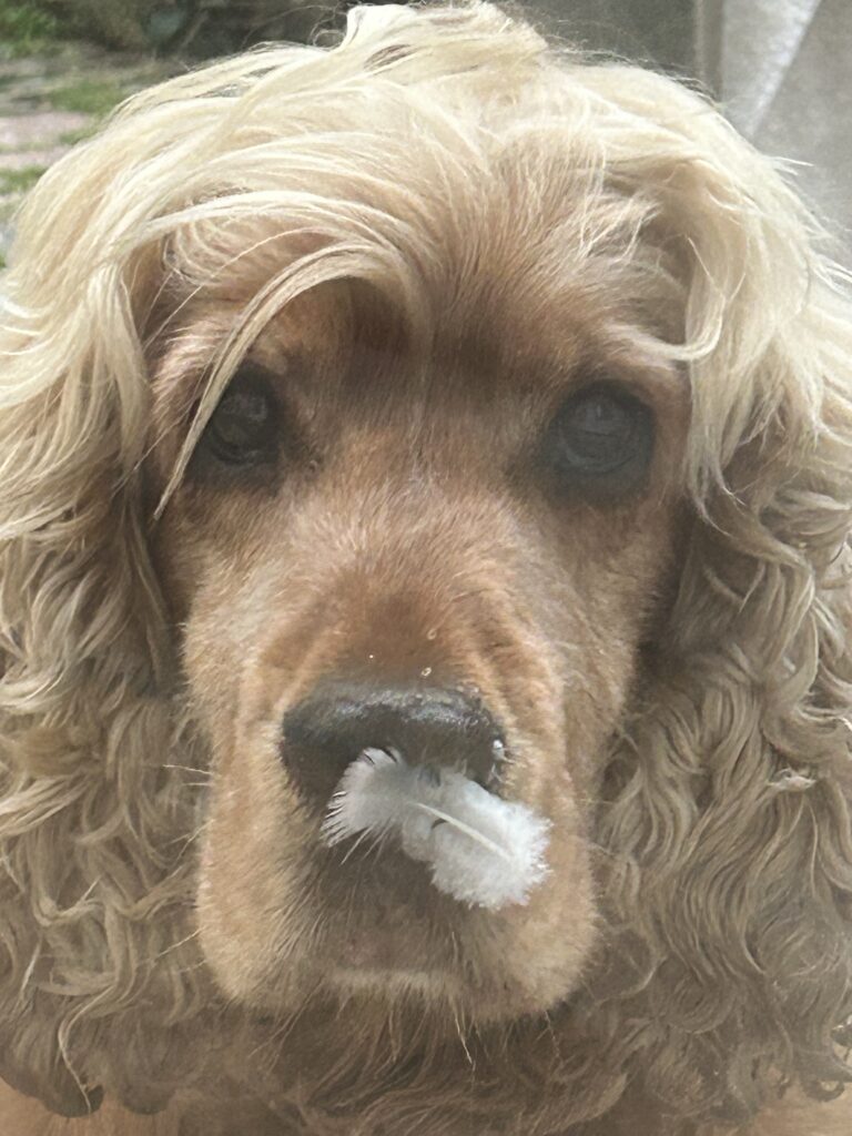 A face only image of my pet cocker spaniel dog looking directly at the camera with a white feather stuck to his nose